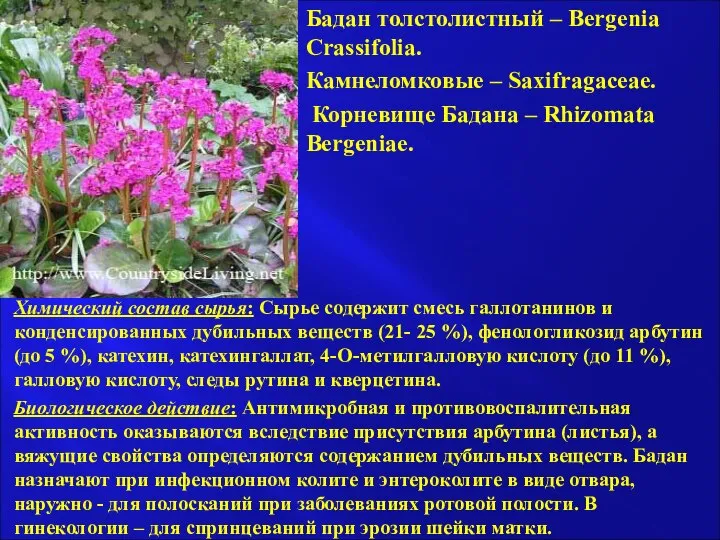 Бадан толстолистный – Bergenia Crassifolia. Камнеломковые – Saxifragaceae. Корневище Бадана –