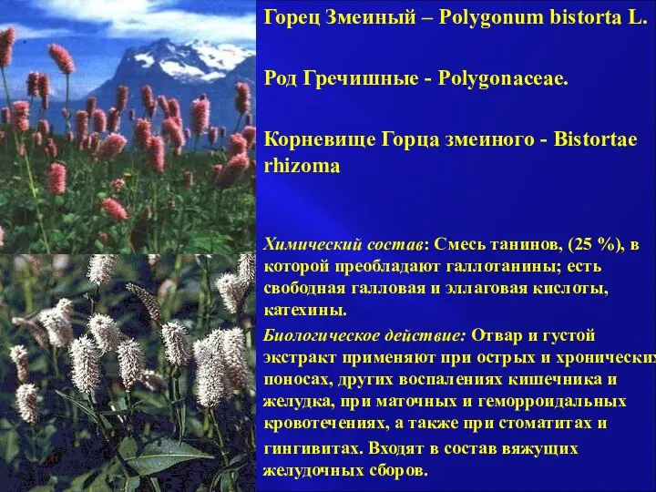 Горец Змеиный – Polygonum bistorta L. Род Гречишные - Polygonaceae. Корневище