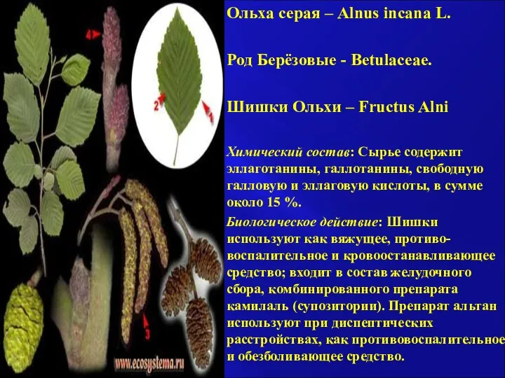 Ольха серая – Alnus incana L. Род Берёзовые - Betulaceae. Шишки