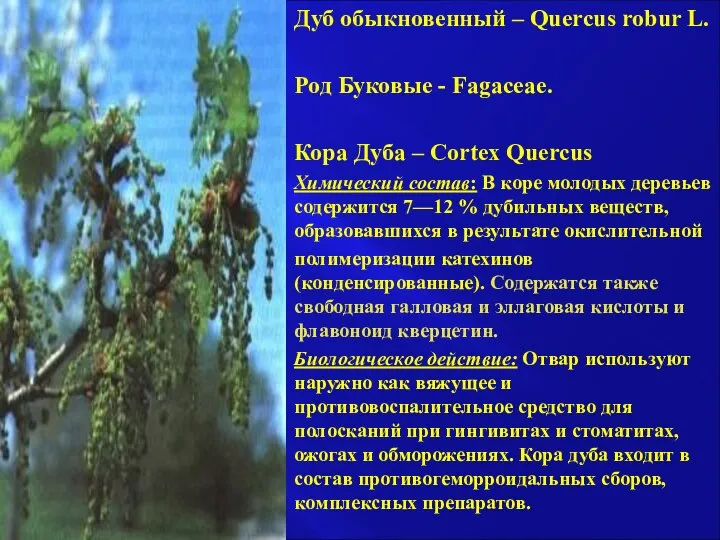 Дуб обыкновенный – Quercus robur L. Род Буковые - Fagaceae. Кора