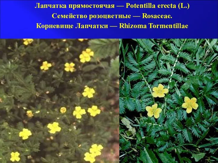 Лапчатка прямостоячая — Potentilla erecta (L.) Семейство розоцветные — Rosaceae. Корневище Лапчатки — Rhizoma Tormentillae