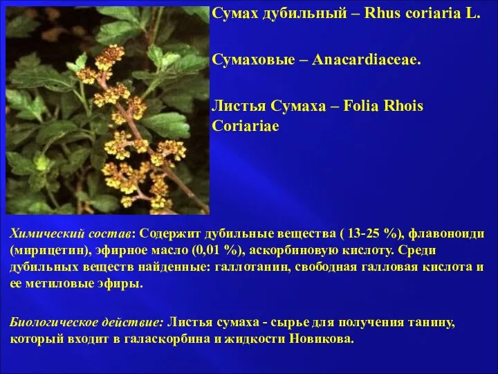 Сумах дубильный – Rhus coriaria L. Сумаховые – Anacardiaceae. Листья Сумаха