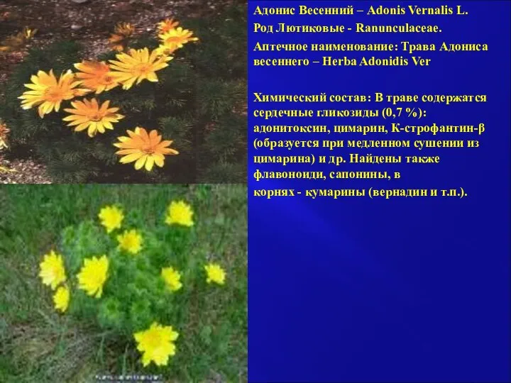 Адонис Весенний – Adonis Vernalis L. Род Лютиковые - Ranunculaceae. Аптечное