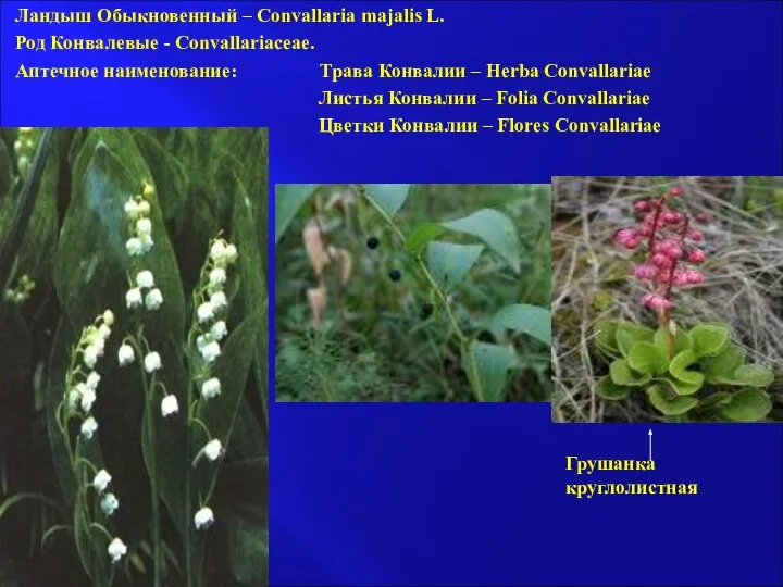 Ландыш Обыкновенный – Convallaria majalis L. Род Конвалевые - Convallariaceae. Аптечное