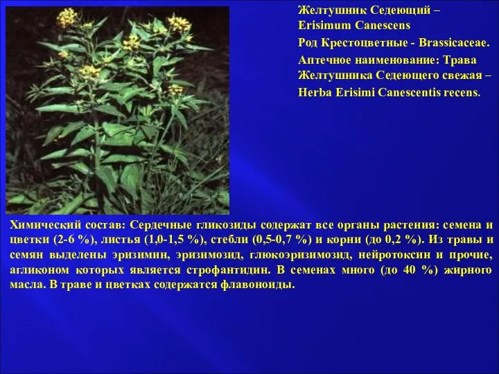 Желтушник Седеющий – Erisimum Canescens Род Крестоцветные - Brassicaceae. Аптечное наименование: