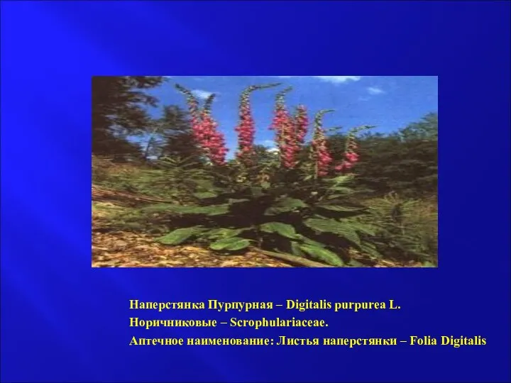 Наперстянка Пурпурная – Digitalis purpurea L. Норичниковые – Scrophulariaceae. Аптечное наименование: Листья наперстянки – Folia Digitalis