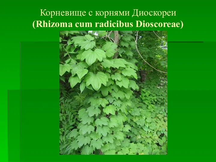 Корневище с корнями Диоскореи (Rhizoma cum radicibus Dioscoreae)