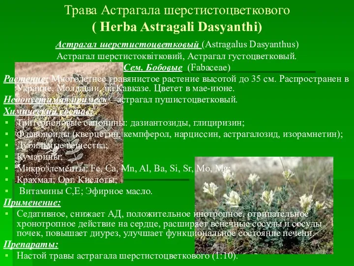 Трава Астрагала шерстистоцветкового ( Herba Astragali Dasyanthi) Астрагал шерстистоцветковый (Astragalus Dasyanthus)