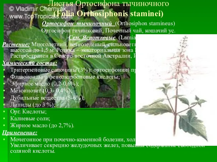 Ортосифон тычиночный (Orthosiphon stamineus) Ортосифон тичинковий, Почечный чай, кошачий ус. Сем.