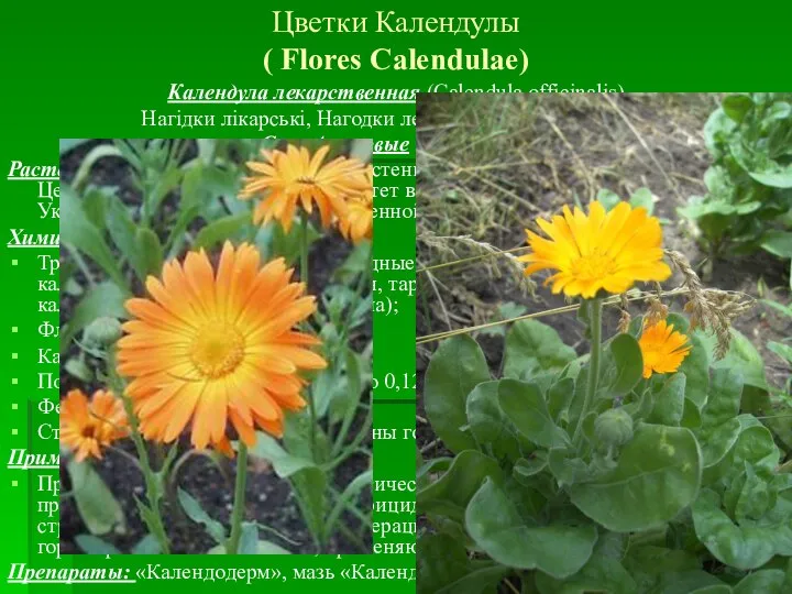 Цветки Календулы ( Flores Calendulae) Календула лекарственная (Calendula officinalis) Нагідки лікарські,