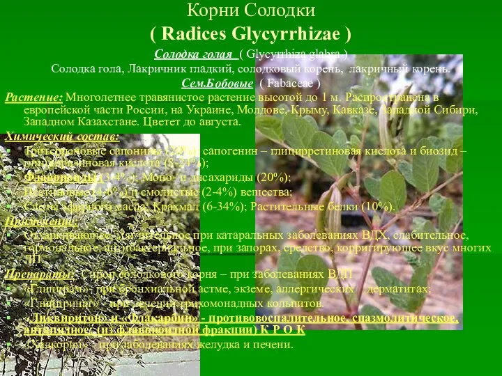 Корни Солодки ( Radices Glycyrrhizae ) Солодка голая ( Glycyrrhiza glabra