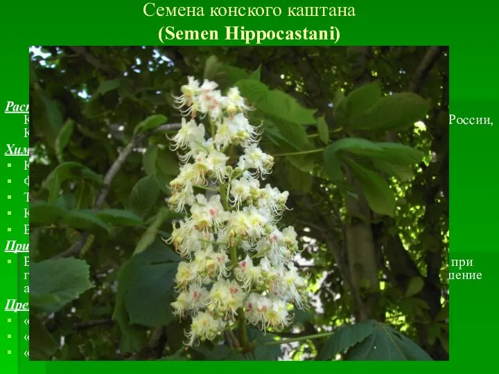 Семена конского каштана (Semen Hippocastani) Каштан конский (Aesculus hippocastanum)) Гіркокаштан звичайний.