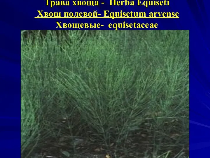 Трава хвоща - Herba Equiseti Хвощ полевой- Equisetum arvense Хвощевые- equisetaceae