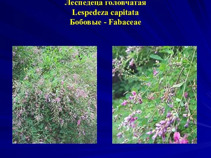 Леспедеца головчатая Lespedeza capitata Бобовые - Fabaceae