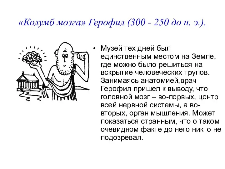 «Колумб мозга» Герофил (300 - 250 до н. э.). Музей тех