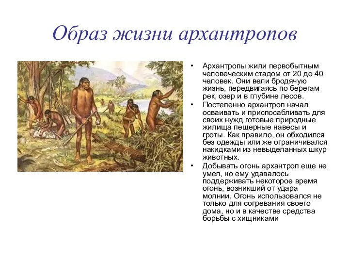 Образ жизни архантропов Архантропы жили первобытным человеческим стадом от 20 до