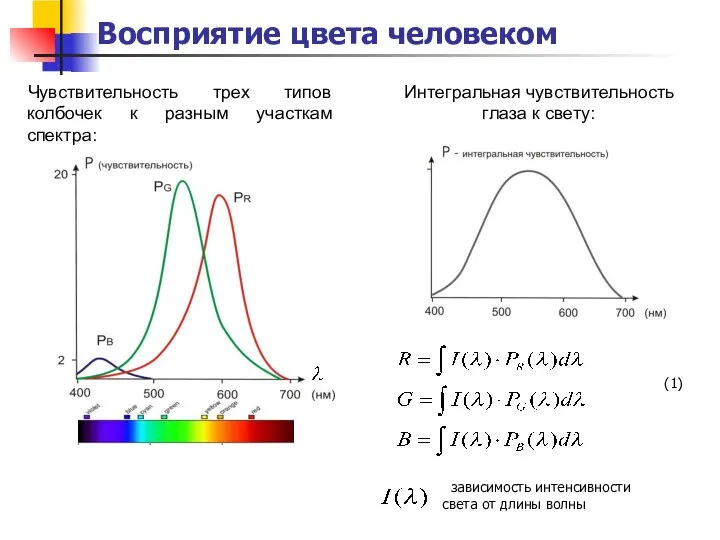 Интегральная чувствительность глаза к свету: Чувствительность трех типов колбочек к разным участкам спектра: Восприятие цвета человеком