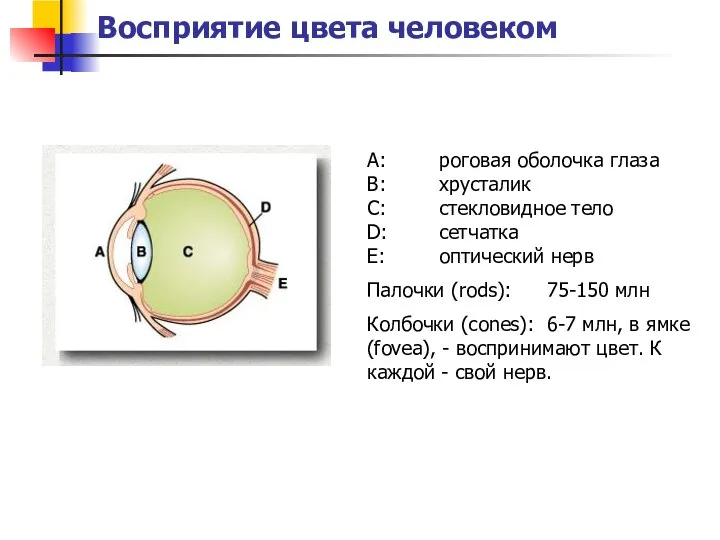 Восприятие цвета человеком A: роговая оболочка глаза B: хрусталик C: стекловидное