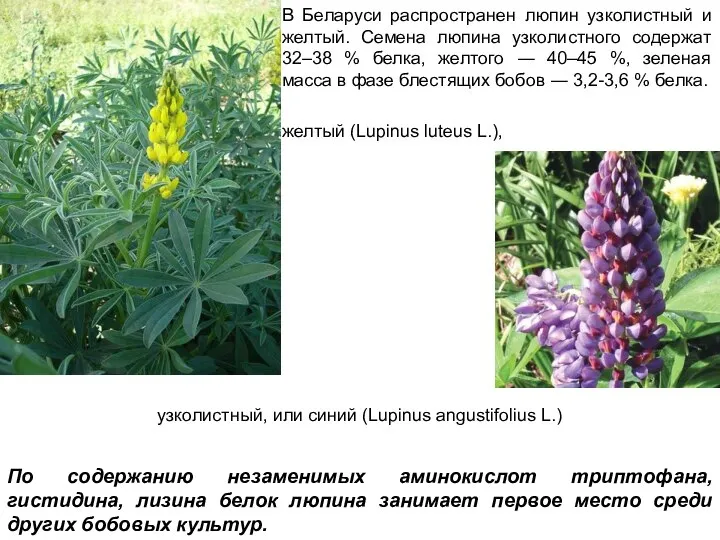 В Беларуси распространен люпин узколистный и желтый. Семена люпина узколистного содержат