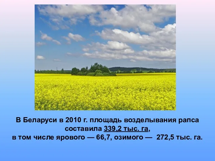 В Беларуси в 2010 г. площадь возделывания рапса составила 339,2 тыс.