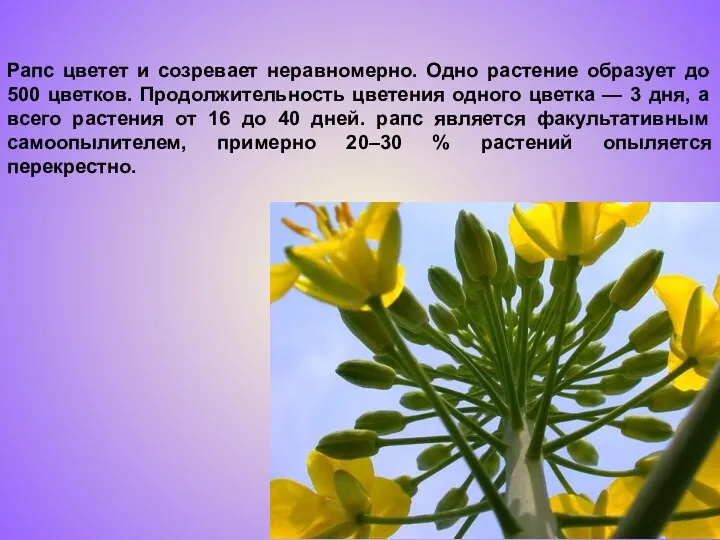 Рапс цветет и созревает неравномерно. Одно растение образует до 500 цветков.