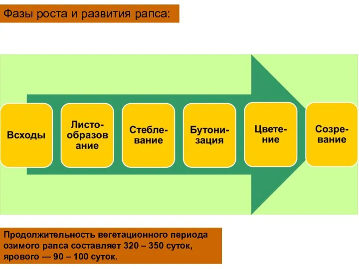 Продолжительность вегетационного периода озимого рапса составляет 320 – 350 суток, ярового