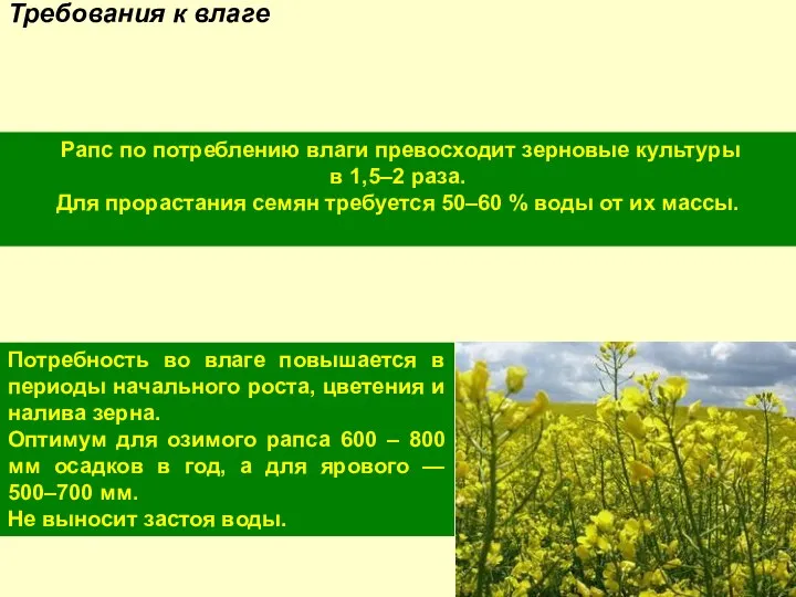 Рапс по потреблению влаги превосходит зерновые культуры в 1,5–2 раза. Для