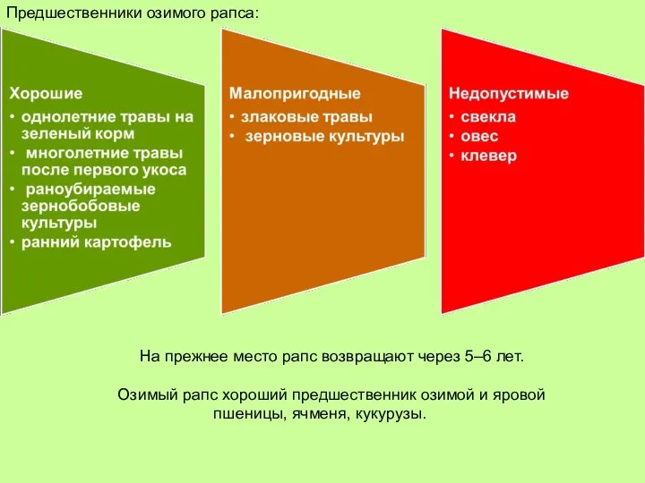 Предшественники озимого рапса: На прежнее место рапс возвращают через 5–6 лет.