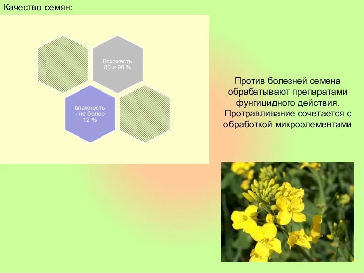 Против болезней семена обрабатывают препаратами фунгицидного действия. Протравливание сочетается с обработкой микроэлементами Качество семян: