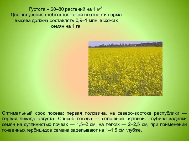 Оптимальный срок посева: первая половина, на северо-востоке республики — первая декада