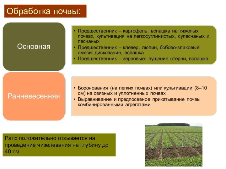 Обработка почвы: Рапс положительно отзывается на проведение чизелевания на глубину до 40 см