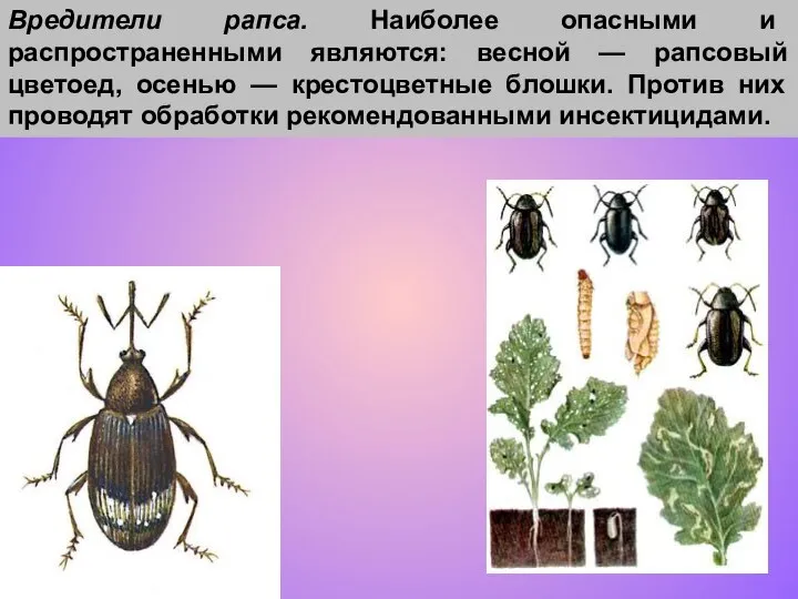 Вредители рапса. Наиболее опасными и распространенными являются: весной — рапсовый цветоед,