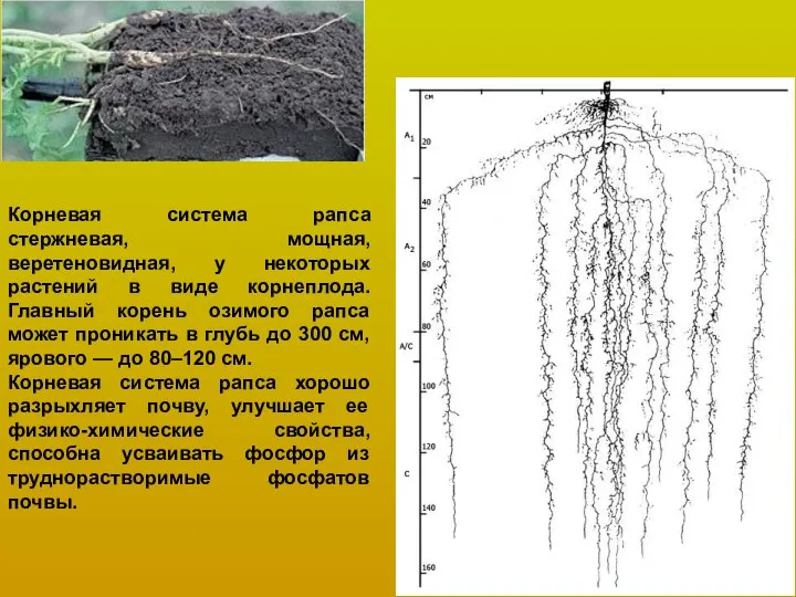 Корневая система рапса стержневая, мощная, веретеновидная, у некоторых растений в виде