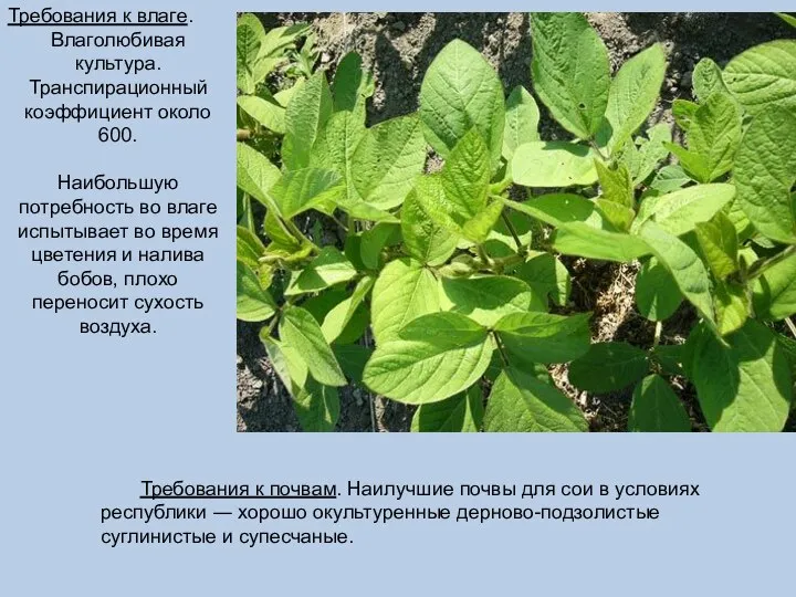 Требования к почвам. Наилучшие почвы для сои в условиях республики ―