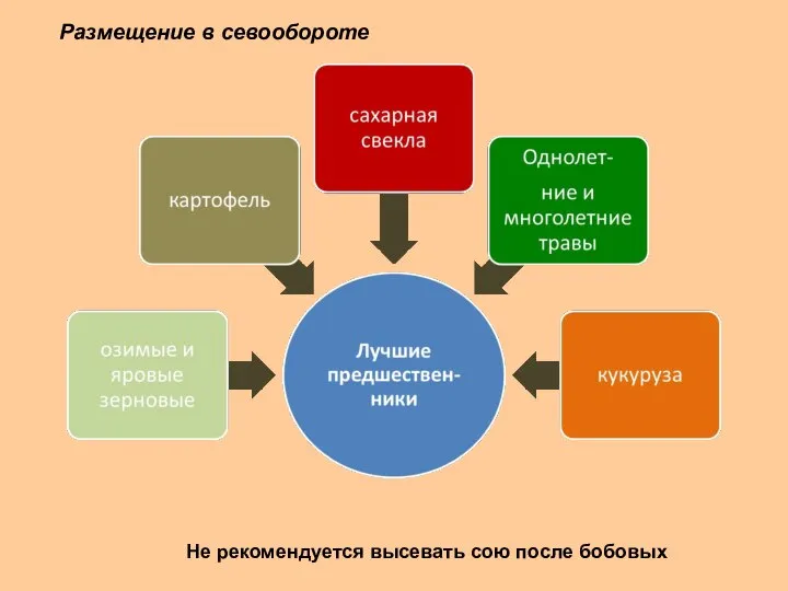 Размещение в севообороте Не рекомендуется высевать сою после бобовых