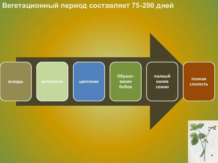 Вегетационный период составляет 75-200 дней