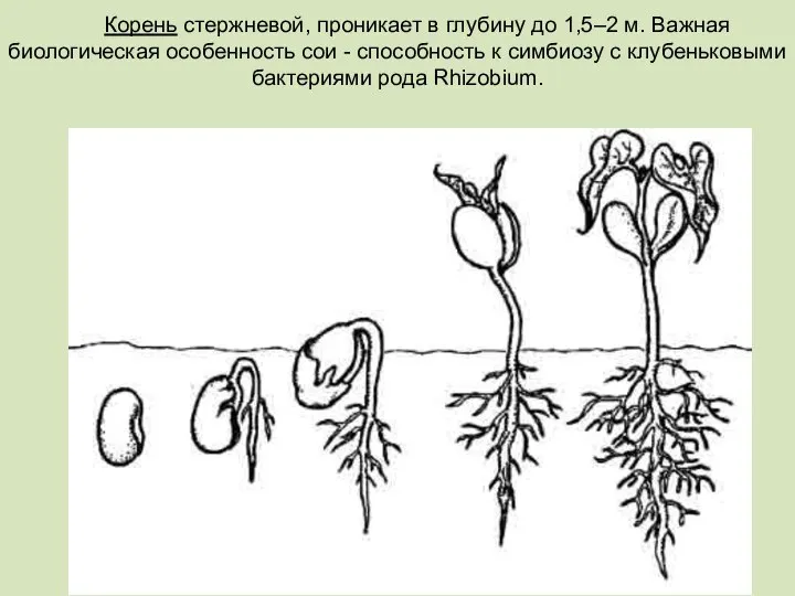 Корень стержневой, проникает в глубину до 1,5–2 м. Важная биологическая особенность