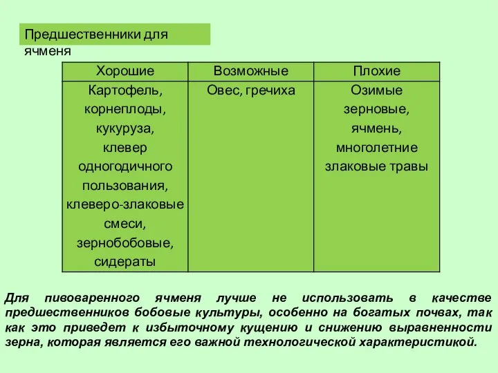 Предшественники для ячменя Для пивоваренного ячменя лучше не использовать в качестве