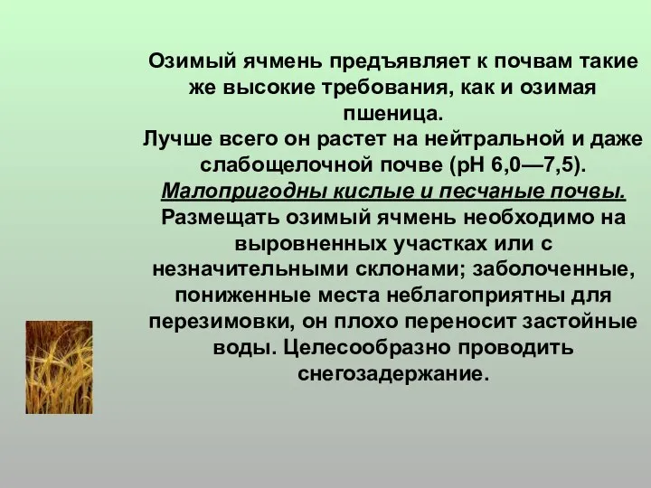 Озимый ячмень предъявляет к почвам такие же высокие требования, как и