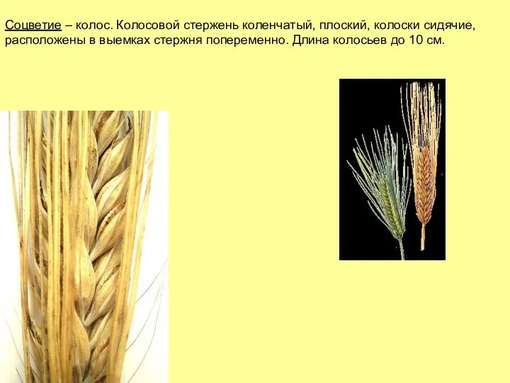 Соцветие – колос. Колосовой стержень коленчатый, плоский, колоски сидячие, расположены в