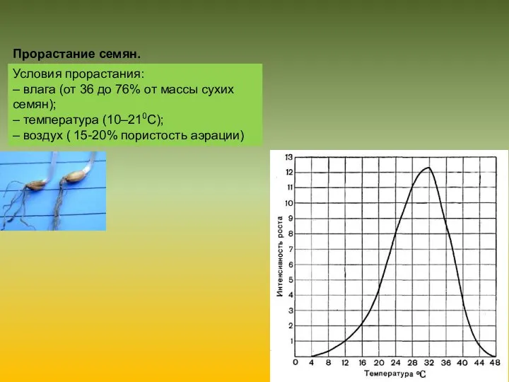 Прорастание семян. Условия прорастания: – влага (от 36 до 76% от