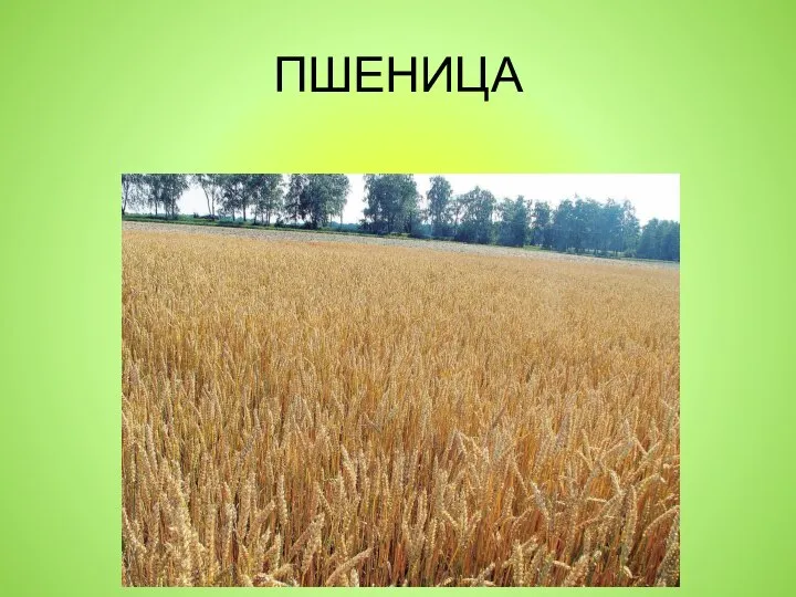 ПШЕНИЦА