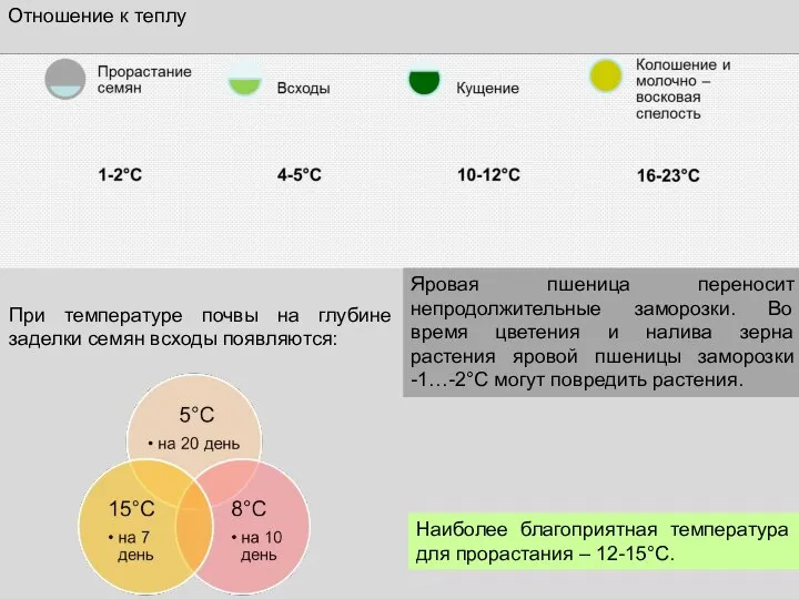 Отношение к теплу При температуре почвы на глубине заделки семян всходы