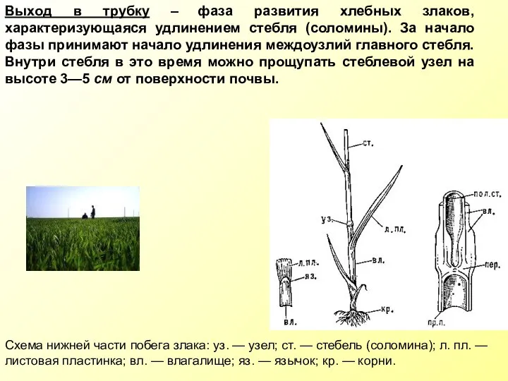Выход в трубку – фаза развития хлебных злаков, характеризующаяся удлинением стебля