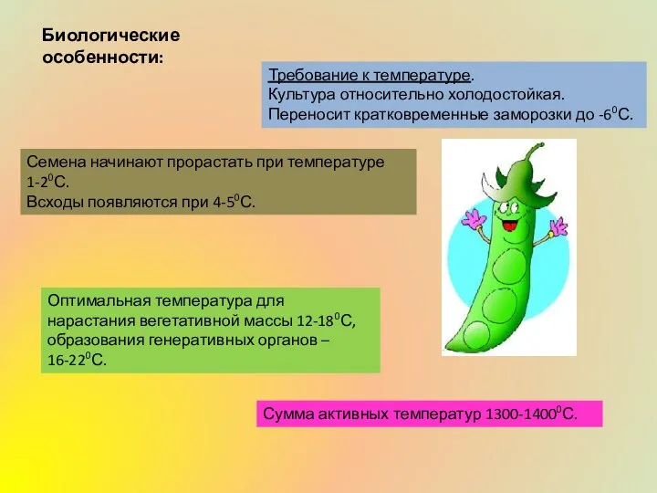 Требование к температуре. Культура относительно холодостойкая. Переносит кратковременные заморозки до -60С.