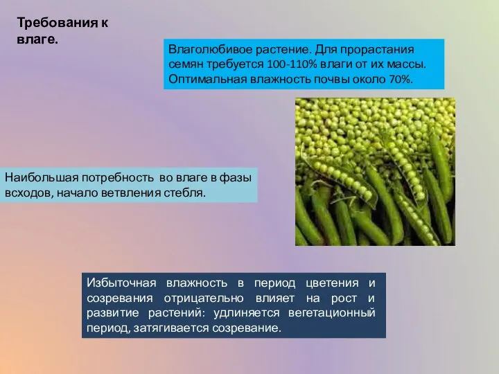 Влаголюбивое растение. Для прорастания семян требуется 100-110% влаги от их массы.