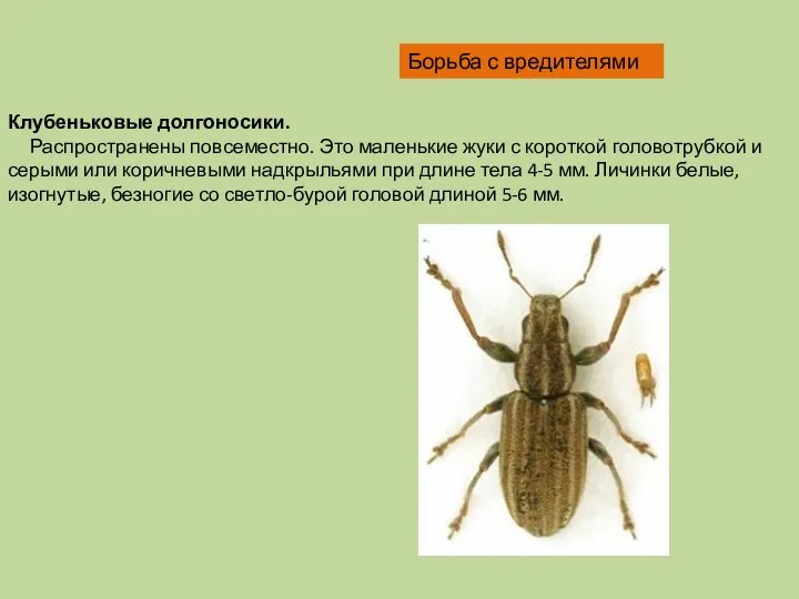 Клубеньковые долгоносики. Распространены повсеместно. Это маленькие жуки с короткой головотрубкой и