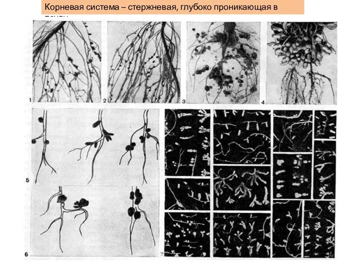 Корневая система – стержневая, глубоко проникающая в почву.