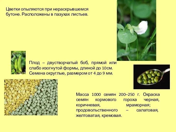 Плод – двустворчатый боб, прямой или слабо изогнутой формы, длиной до