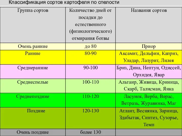 Классификация сортов картофеля по спелости